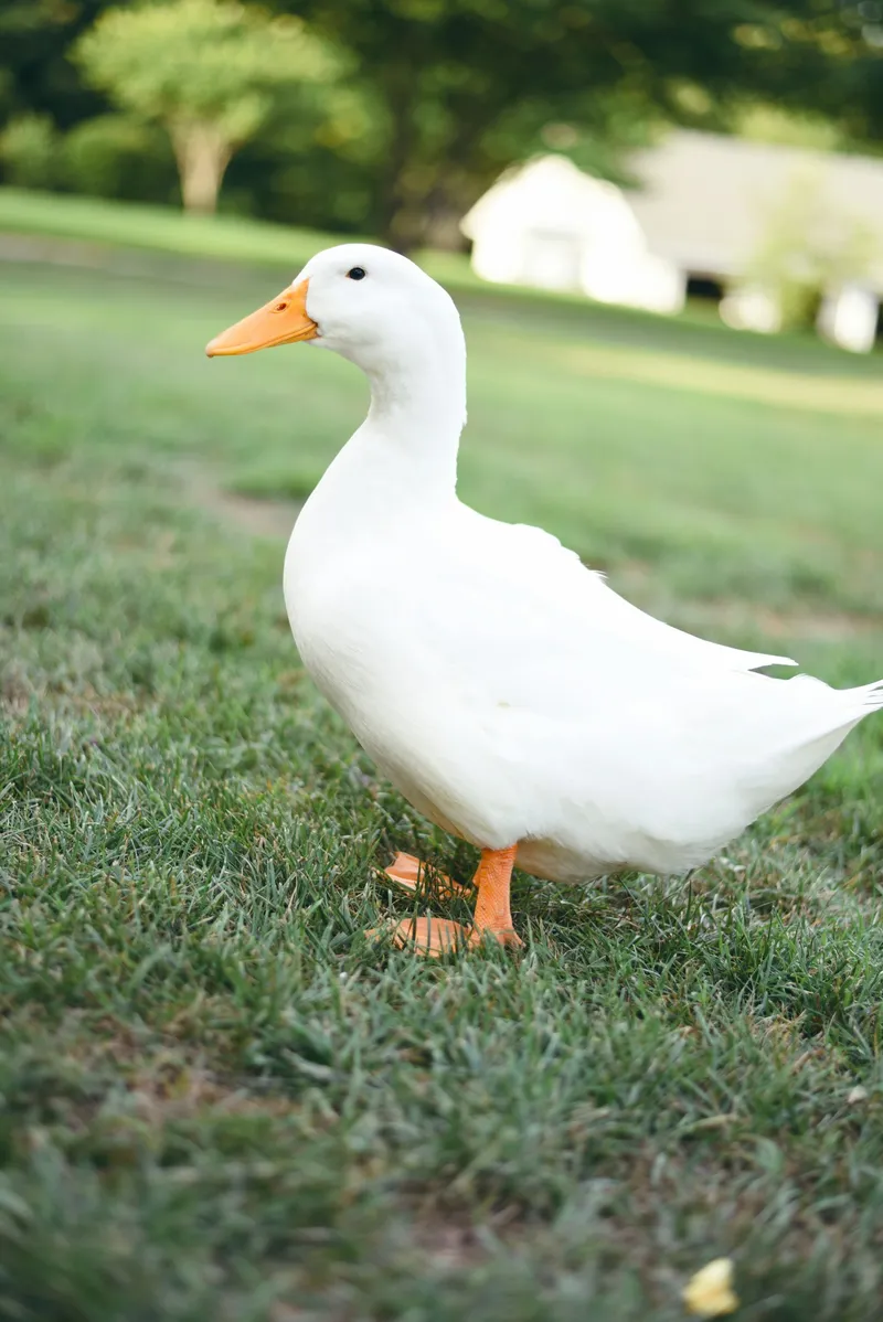 Canard dans l'herbe