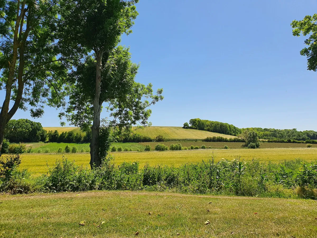 Prairie bordée d'arbres